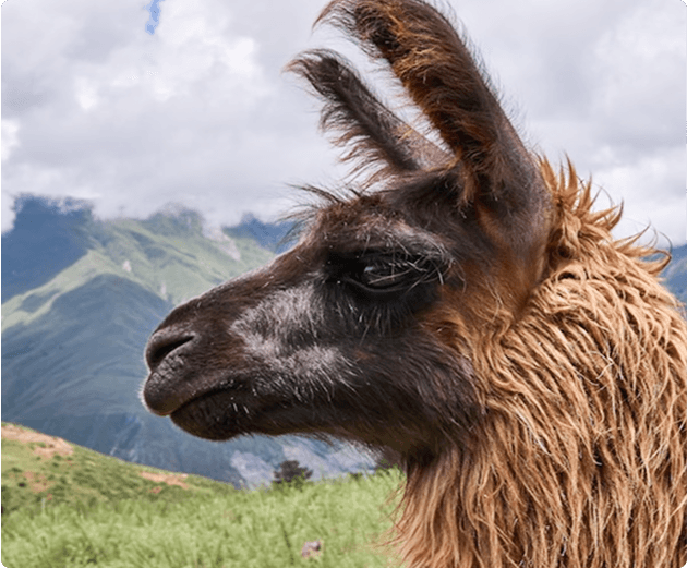 llama 2